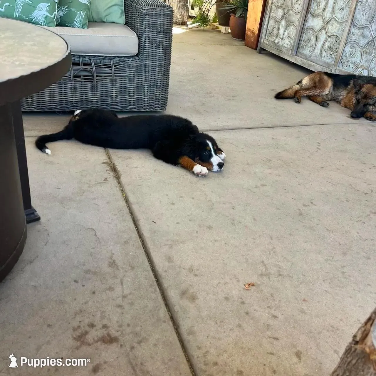 Suzy Q , a female Bernese Mountain Dog for sale in Temecula, CA – 1 of 3