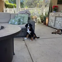 Suzy Q , a female Bernese Mountain Dog for sale in Temecula, CA – 3 of 3