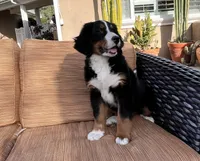 Suzy Q , a female Bernese Mountain Dog for sale in Temecula, CA – Photo 1 of 6
