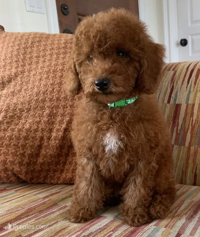 Tatum  – Cavapoo puppy for sale in Temecula, CA