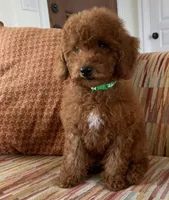 Tatum , a male Cavapoo for sale in Temecula, CA – 1 of 5