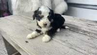 Micro Milton , a male Miniature Bernedoodle for sale in Temecula, CA – Photo 3 of 7