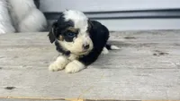 Micro Milton , a male Miniature Bernedoodle for sale in Temecula, CA – Photo 5 of 7