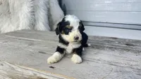 Micro Milton , a male Miniature Bernedoodle for sale in Temecula, CA – Photo 2 of 7