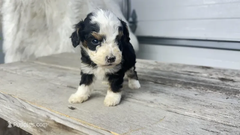 Micro Milton  – Miniature Bernedoodle puppy for sale in Temecula, CA