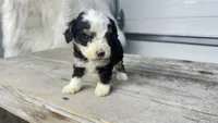 Micro Milton , a male Miniature Bernedoodle for sale in Temecula, CA – Photo 1 of 7