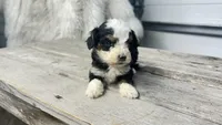 Micro Milton , a male Miniature Bernedoodle for sale in Temecula, CA – Photo 4 of 7
