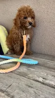 Sammy , a male Cavapoo for sale in Temecula, CA – 3 of 6