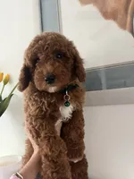 processed/5501a05f-a9cf-450e-b2f3-0d0d272716d8/listing/347047b3-1dc0-4711-b54d-2b97d983e9c0/a5135886-087c-4d1c-872a-acef2ca87a4a