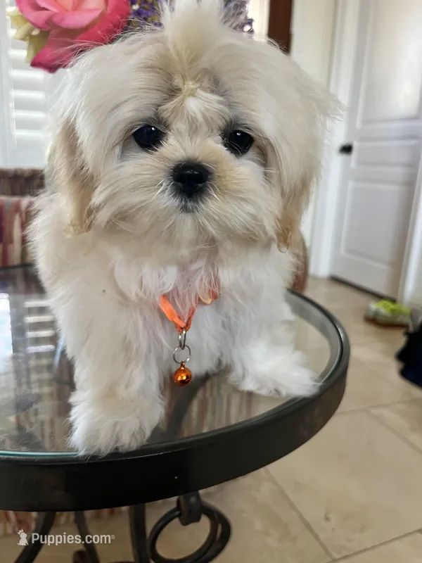 Teacup Korean lines – Maltipoo puppy for sale in Temecula, CA