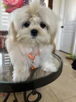 Teacup Korean lines, a male Maltipoo for sale in Temecula, CA – Photo 1 of 5