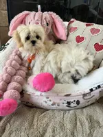 Teacup Korean lines, a male Maltipoo for sale in Temecula, CA – Photo 4 of 5