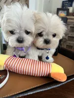 processed/5501a05f-a9cf-450e-b2f3-0d0d272716d8/listing/349fac38-6f78-4120-9365-a7a9c9271220/40d10c77-9c92-4eb6-9fed-35a2f5cfaafa