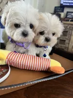 processed/5501a05f-a9cf-450e-b2f3-0d0d272716d8/listing/349fac38-6f78-4120-9365-a7a9c9271220/569e58df-c302-47c5-88ac-39ccfa5cd2d0