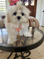 Teacup Korean lines, a male Maltipoo for sale in Temecula, CA – Photo 2 of 5