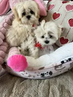 Teacup Korean lines, a male Maltipoo for sale in Temecula, CA – Photo 3 of 5