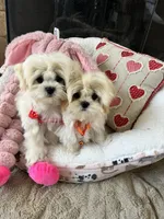 Teacup Korean lines, a male Maltipoo for sale in Temecula, CA – Photo 5 of 5