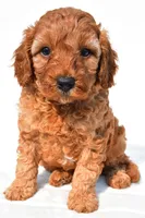 Tommy , a male Cavapoo for sale in Temecula, CA – 3 of 8