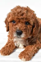Sammy , a male Cavapoo for sale in Temecula, CA – 2 of 3