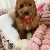 Taco , a male Goldendoodle for sale in Temecula, CA – Photo 3 of 8