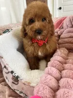 Taco , a male Cavapoo for sale in Temecula, CA – Photo 3 of 8