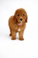 F1b Zack, a male Cavapoo for sale in Temecula, CA – Photo 1 of 8