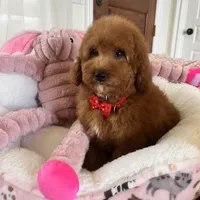 Taco , a male Goldendoodle for sale in Temecula, CA – Photo 8 of 8