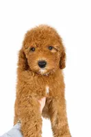 F1b Zack, a male Cavapoo for sale in Temecula, CA – Photo 2 of 8