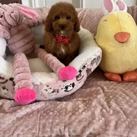 Taco , a male Goldendoodle for sale in Temecula, CA – Photo 2 of 8