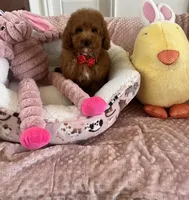 Taco , a male Cavapoo for sale in Temecula, CA – Photo 2 of 8