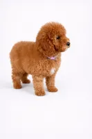 F1b Zack, a male Cavapoo for sale in Temecula, CA – Photo 8 of 8