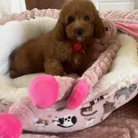 Taco , a male Goldendoodle for sale in Temecula, CA – Photo 7 of 8