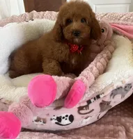 Taco , a male Cavapoo for sale in Temecula, CA – Photo 7 of 8
