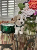 Tiny max, a male Maltipoo for sale in Temecula, CA – Photo 9 of 10