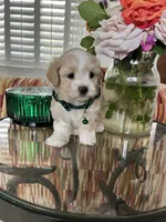 Tiny max, a male Maltipoo for sale in Temecula, CA – Photo 7 of 10