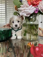 Tiny max, a male Maltipoo for sale in Temecula, CA – Photo 5 of 10