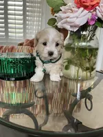 Tiny max, a male Maltipoo for sale in Temecula, CA – Photo 10 of 10