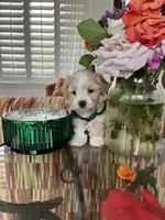 Tiny max, a male Maltipoo for sale in Temecula, CA – Photo 8 of 10