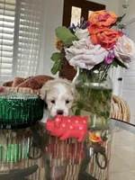 Tiny max, a male Maltipoo for sale in Temecula, CA – Photo 6 of 10