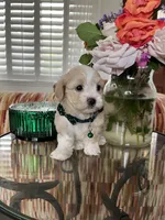 Tiny max, a male Maltipoo for sale in Temecula, CA – Photo 3 of 10