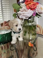 Tiny max, a male Maltipoo for sale in Temecula, CA – Photo 4 of 10
