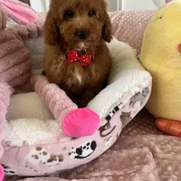 Taco , a male Goldendoodle for sale in Temecula, CA – Photo 4 of 8