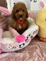 Taco , a male Cavapoo for sale in Temecula, CA – Photo 4 of 8