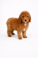 F1b Zack, a male Cavapoo for sale in Temecula, CA – Photo 4 of 8