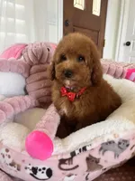 Taco , a male Cavapoo for sale in Temecula, CA – Photo 1 of 8