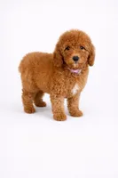 F1b Zack, a male Cavapoo for sale in Temecula, CA – Photo 6 of 8