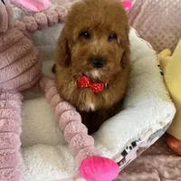 Taco , a male Goldendoodle for sale in Temecula, CA – Photo 6 of 8
