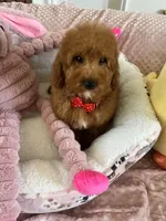 Taco , a male Cavapoo for sale in Temecula, CA – Photo 6 of 8