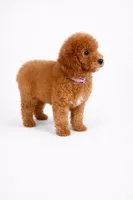 F1b Zack, a male Cavapoo for sale in Temecula, CA – Photo 3 of 8