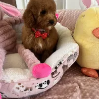 Taco , a male Goldendoodle for sale in Temecula, CA – Photo 5 of 8